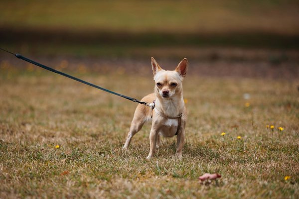 How can mindfulness practices enhance physical health?